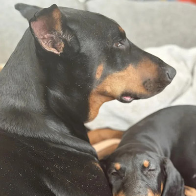 doberman home 
