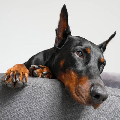European Doberman 