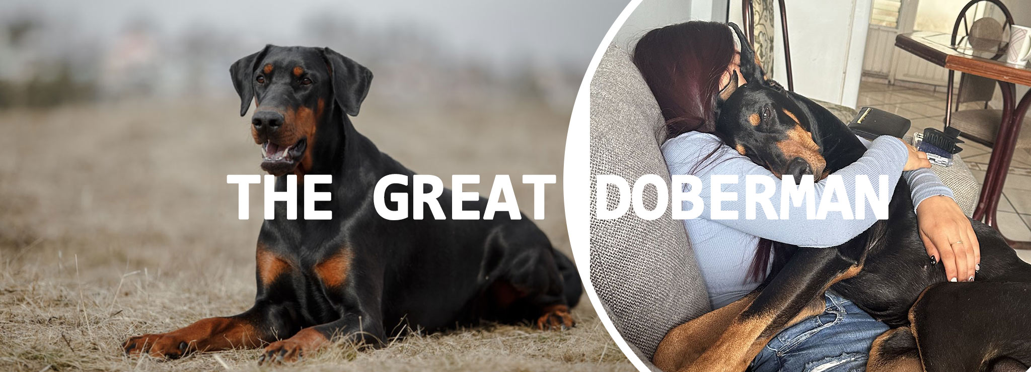 doberman puppies for sale